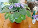 African violet